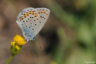 Anadolu Esmergz (Plebejus modicus)