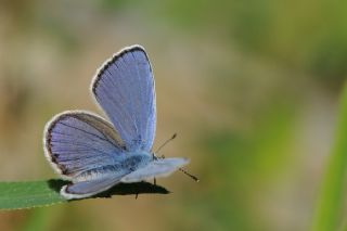 Anadolu Esmergz (Plebejus modicus)