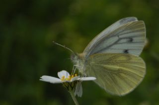 Yalanc� Beyazmelek&nbsp;(Pieris&nbsp;pseudorapae)