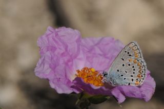 Lbnan Esmergz (Plebejus nichollae)