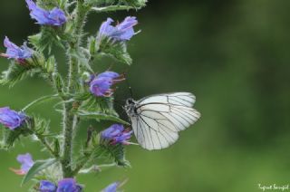 Al Beyaz (Aporia crataegi)