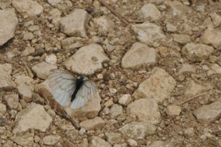 Al Beyaz (Aporia crataegi)