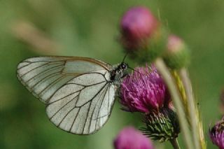 Al Beyaz (Aporia crataegi)