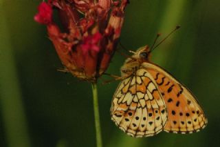 ift Noktal Brentis (Brenthis hecate)