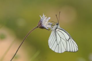 Alıç Beyazı (Aporia crataegi)