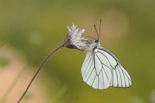 Al Beyaz (Aporia crataegi)