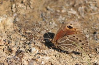 Uygur Gzelesmeri (Proterebia afra)