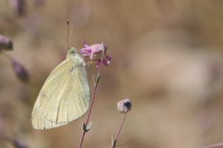 Kk Beyazmelek (Pieris rapae)