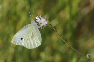 Kk Beyazmelek (Pieris rapae)