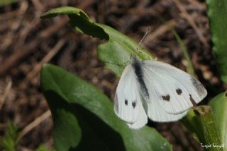 Kk Beyazmelek (Pieris rapae)