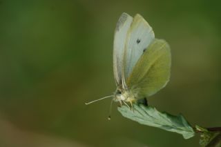 Kk Beyazmelek (Pieris rapae)