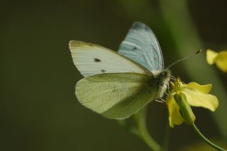 Kk Beyazmelek (Pieris rapae)
