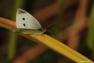 Kk Beyazmelek (Pieris rapae)