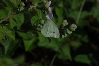 Kk Beyazmelek (Pieris rapae)