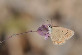 okgzl Kk Turan Mavisi (Polyommatus cornelius)