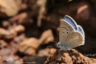 okgzl Kk Turan Mavisi (Polyommatus cornelius)