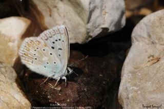 okgzl Yalanc illi Mavi (Polyommatus corydonius)