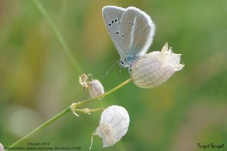 okgzl Damon Mavisi (Polyommatus damon)