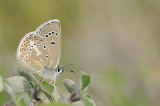 okgzl Geranium Mavisi (Polyommatus eumedon)