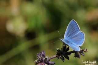 Yalanc Lacivert Anadolu okgzls (Polyommatus pseudactis)