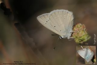 Hopfer