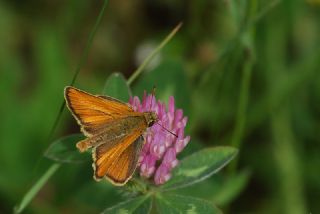 Sar Antenli Zpzp (Thymelicus sylvestris)