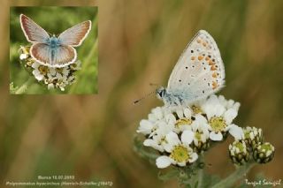 Anadolu okgzls (Polyommatus hyacinthus)