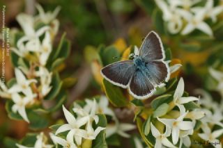 Anadolu okgzls (Polyommatus hyacinthus)