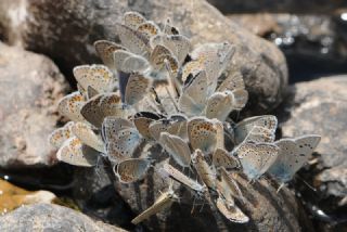 okgzl Toros Mavisi (Aricia isauricus)