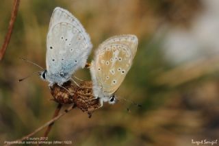 okgzl Toros Mavisi (Aricia isauricus)