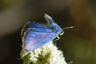okgzl Gm Mavi (Albulina loewii)