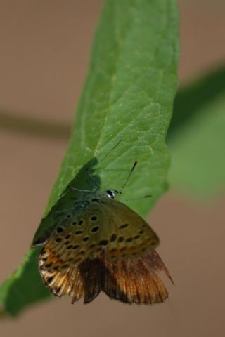 okgzl Gm Mavi (Albulina loewii)