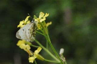 Turuncu Ssl (Anthocharis cardamines)