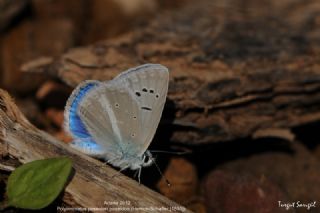 okgzl Poseydon Mavisi (Polyommatus poseidon)