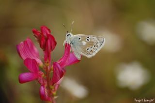 Pirene okgzls (Polyommatus pyrenaicus)