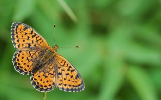 ift Noktal Brentis (Brenthis hecate)