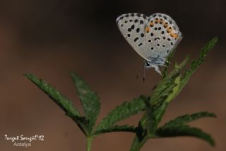 Bavius Mavisi (Pseudophilotes bavius)