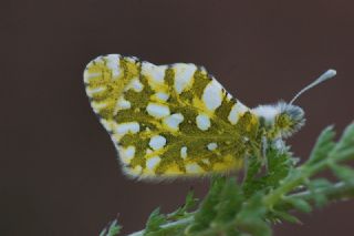 Da� Oykl�s��&nbsp;(Euchloe&nbsp;ausonia)