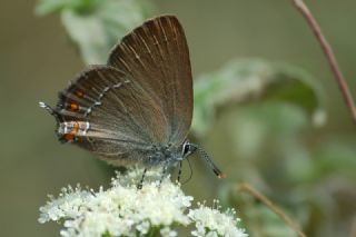 Byk Sevbeni (Satyrium ilicis)