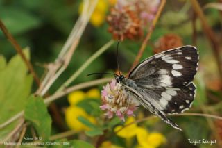 Kara Melike (Melanargia syriaca)