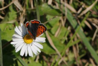 Benekli Bakr Gzeli (Lycaena phlaeas)