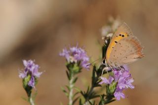 Benekli Bakr Gzeli (Lycaena phlaeas)