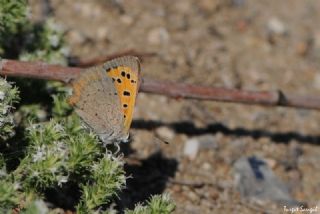Benekli Bakr Gzeli (Lycaena phlaeas)
