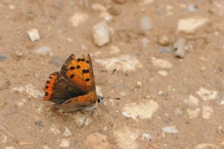 Benekli Bakr Gzeli (Lycaena phlaeas)