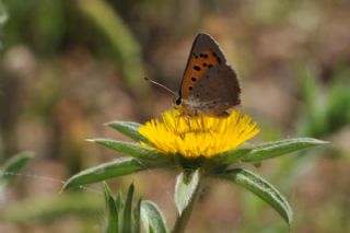 Benekli Bakr Gzeli (Lycaena phlaeas)