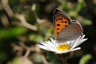 Benekli Bakr Gzeli (Lycaena phlaeas)