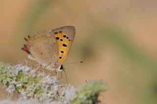 Benekli Bakr Gzeli (Lycaena phlaeas)