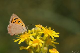 Benekli Bakr Gzeli (Lycaena phlaeas)