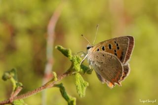 Benekli Bakr Gzeli (Lycaena phlaeas)