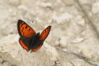 Benekli Bakr Gzeli (Lycaena phlaeas)